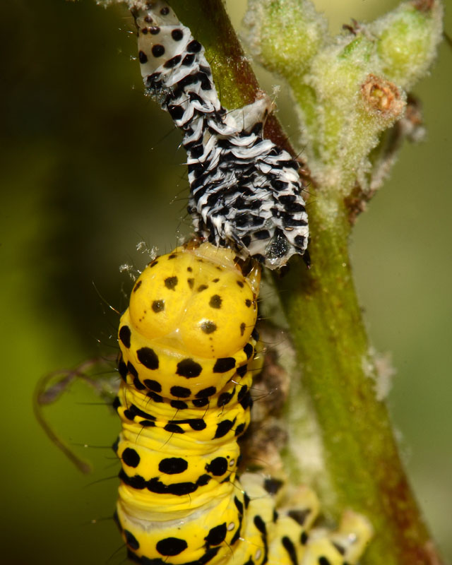 Bruchi da identificare